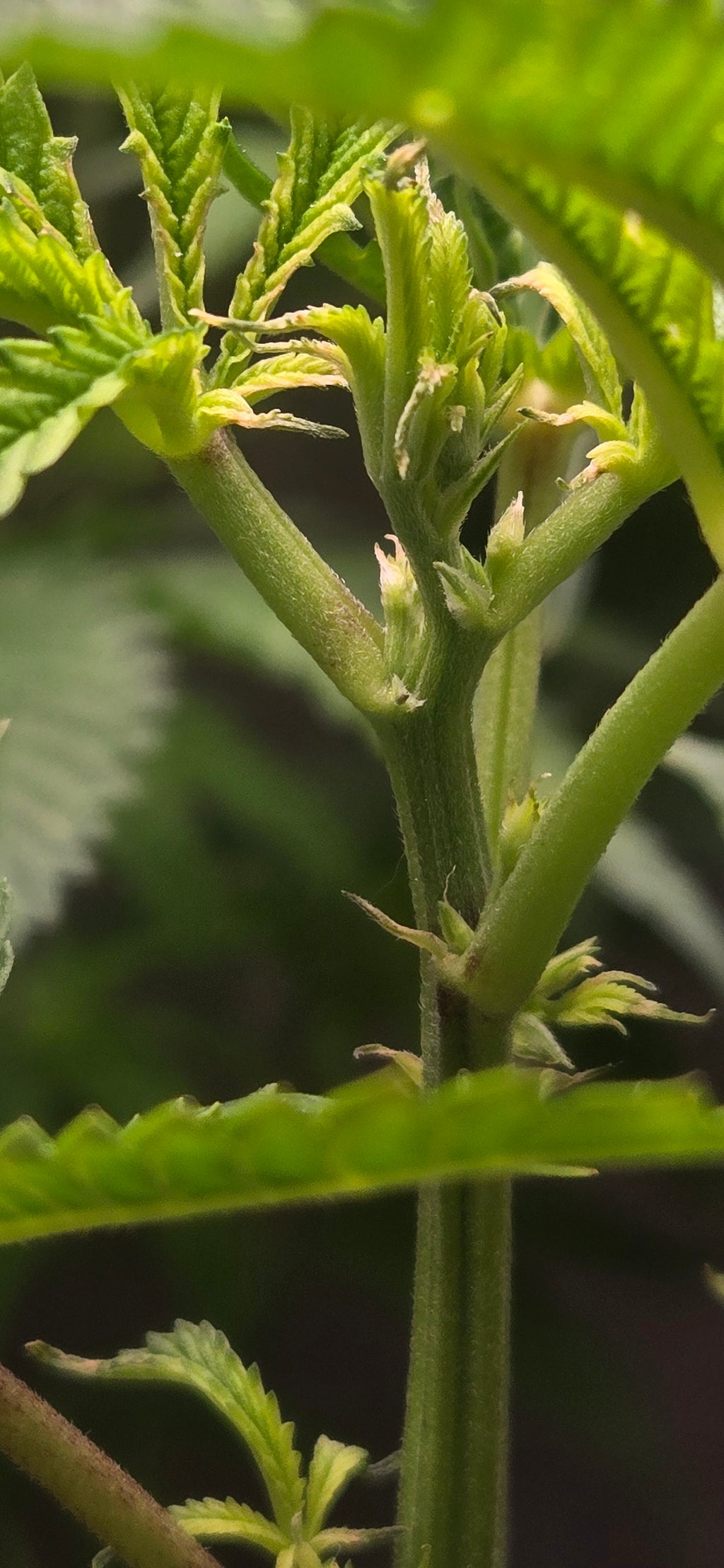 "Game Over Reversal Spray — 8oz"