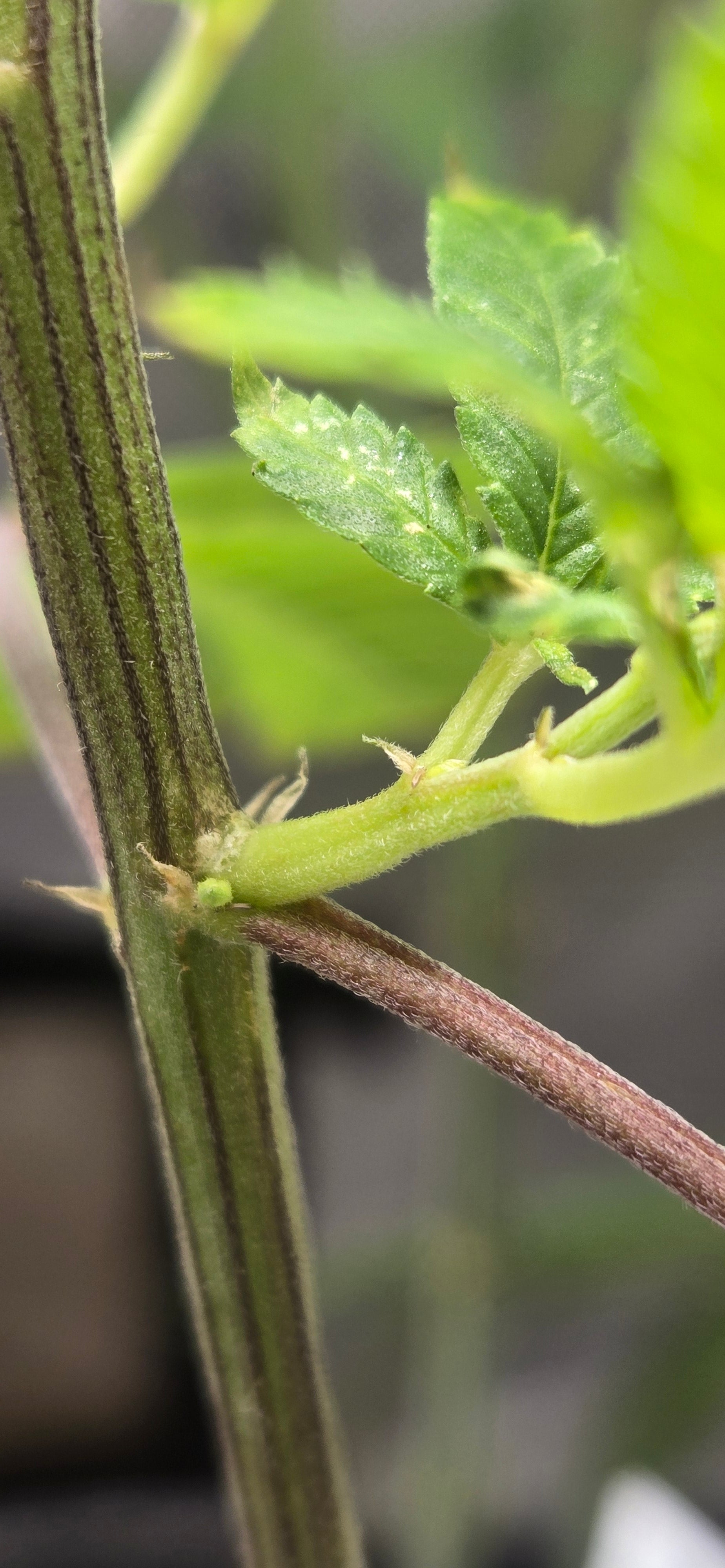 "Game Over Reversal Spray — 8oz"