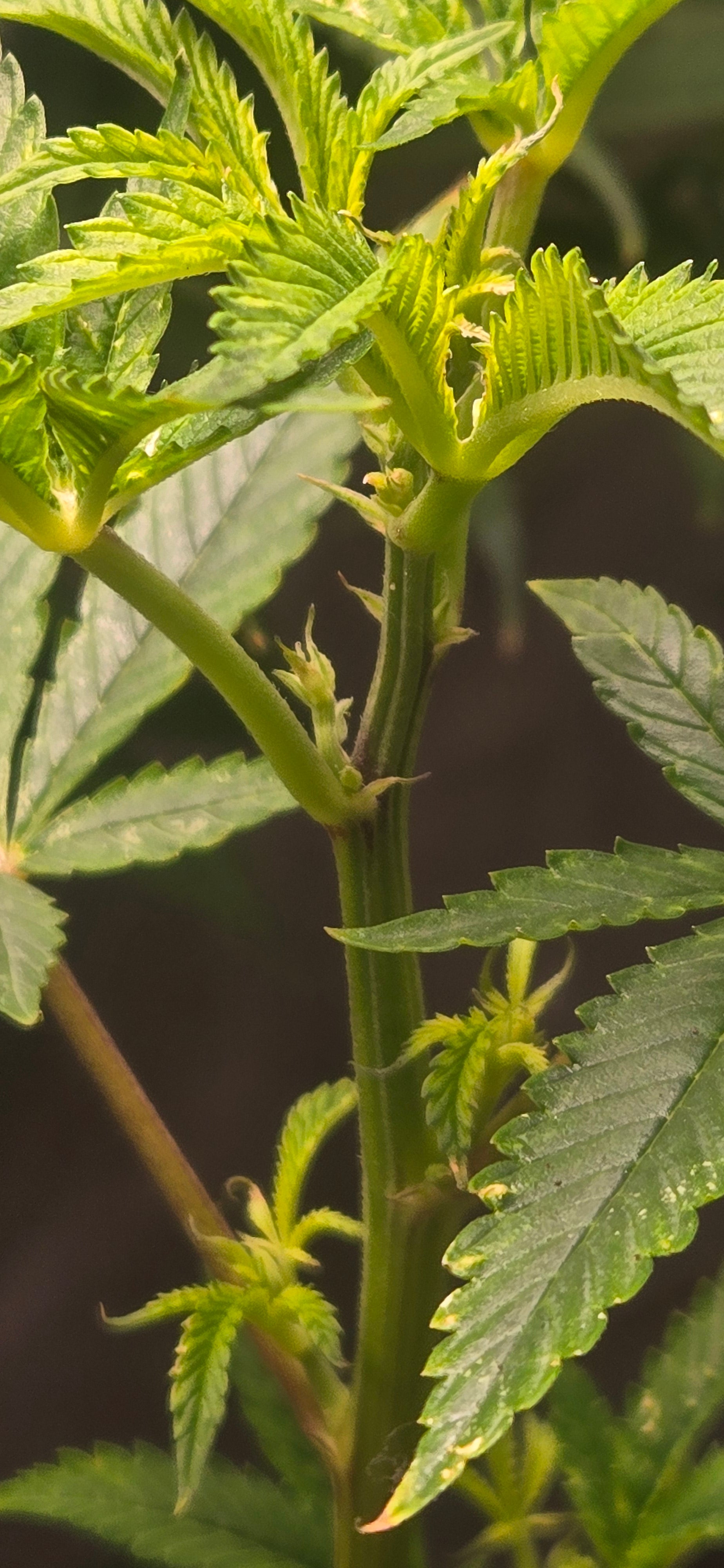 "Game Over Reversal Spray — 8oz"