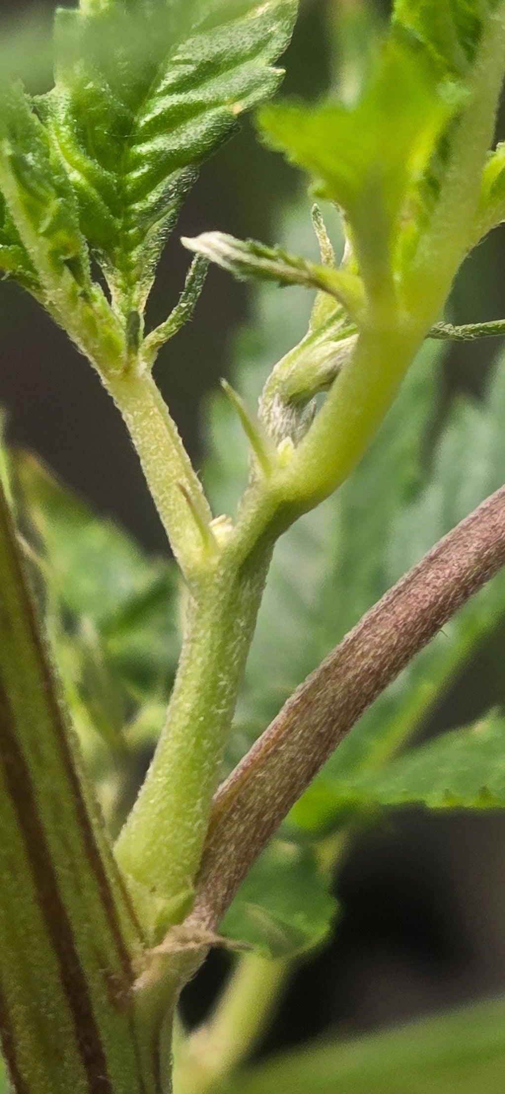 "Game Over Reversal Spray — 8oz"