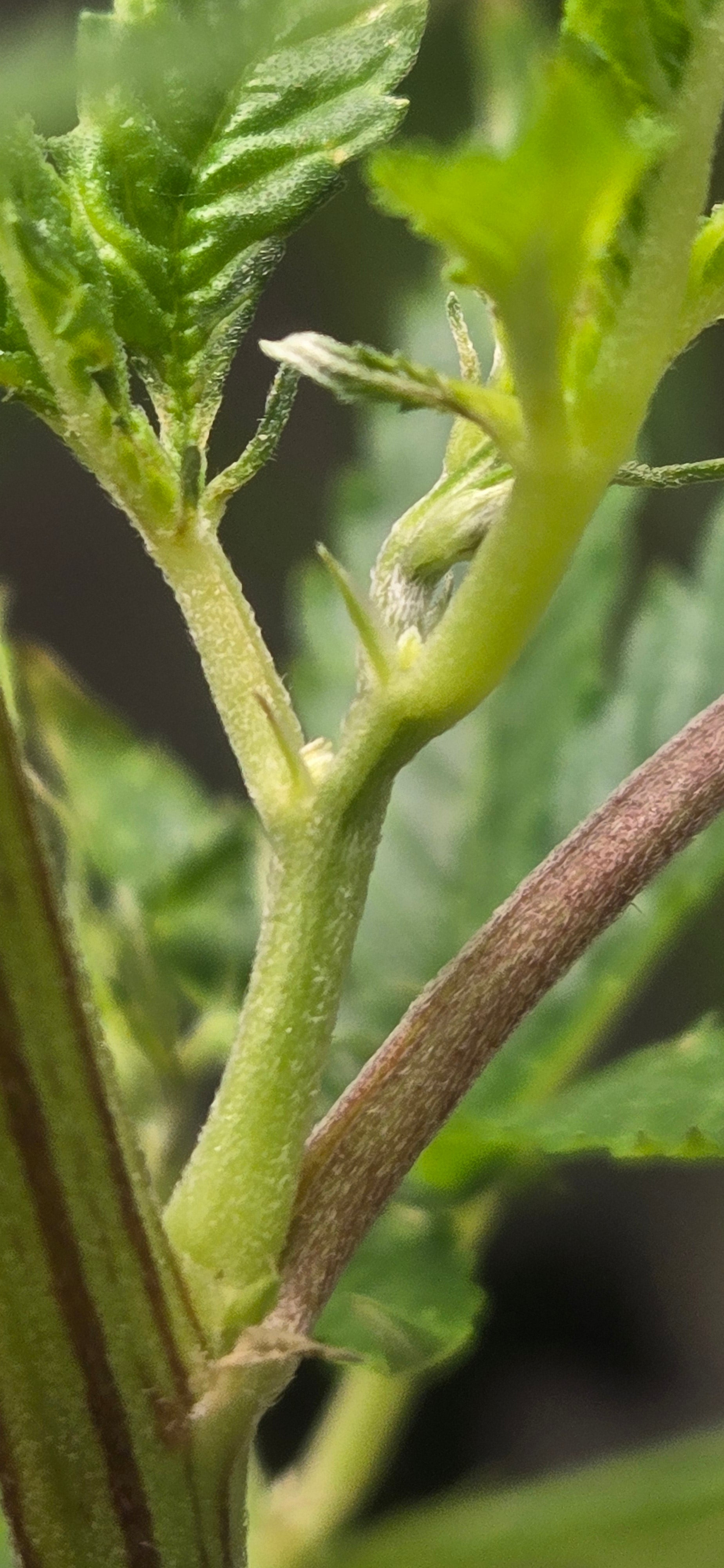 "Game Over Reversal Spray — 8oz"